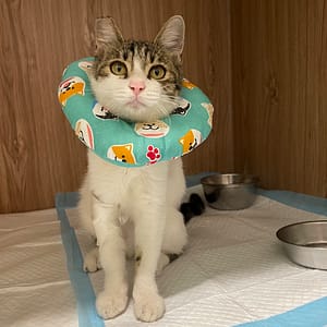 【急尋】混種貓 - 花蓮縣富里鄉24鄰源和73號 (白底帶灰色塊狀毛)