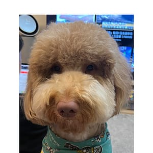 【急尋】黃金貴賓犬 - 彰化縣員林市靜修路53號 (咖啡色)