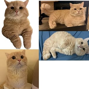 【急尋】曼赤肯貓 - 嘉義市西區高鐵大道97號 (奶油黃色)