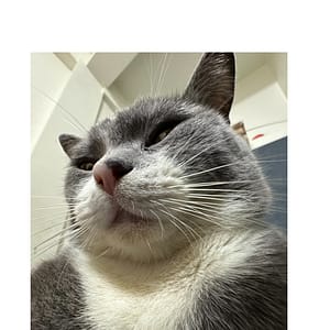 【急尋】英國短毛貓 - 臺南市新化區民生路314巷61號 (灰色)