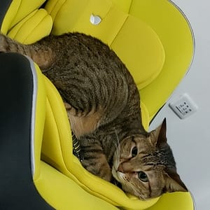 【急尋】混種貓 - 雲林縣虎尾鎮廉使里616-6號 (虎斑)