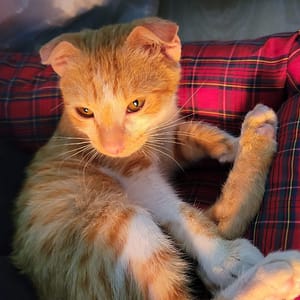 【急尋】混種貓 - 宜蘭縣羅東鎮維揚路246號 (橘白色)