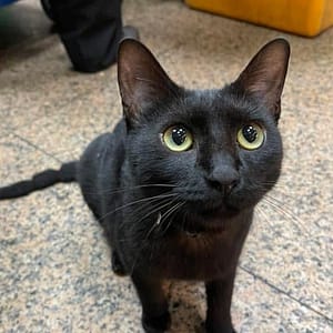 【急尋】混種貓 - 桃園市中壢區中壢區新華街97號 (黑色)