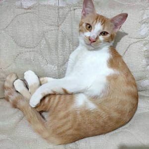 【急尋】混種貓 - 嘉義縣水上鄉中庄59之7 (橘黃毛色，胸及雙手白色，後腳趾處白，兩眼間有人字白)