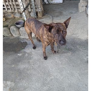 【急尋】混種犬 - 臺中市太平區山田路 (虎斑)