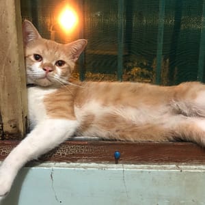 【急尋】英國短毛貓 - 臺南市學甲區中山路174號道路 (橘色 )