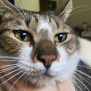 【急尋】混種貓 - 桃園市大園區拔子林三路88巷13弄 (虎斑貓，額頭有倒月亮形狀)