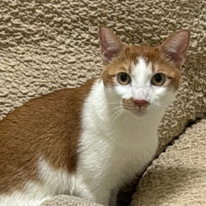 【急尋】混種貓 - 高雄市林園區建佑護理之家後方停車場 (橘白色)