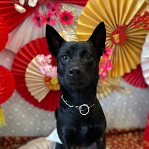 【急尋】台灣犬 - 高雄市岡山區三和里山隙路105巷50號 (全黑)