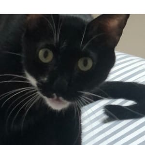 【急尋】混種貓 - 高雄市小港區鳳鳴路307號 (黑白相間)