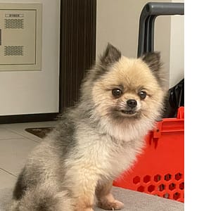 【急尋】博美犬 - 桃園市楊梅區瑞坪路9號1樓 (米咖色帶灰)