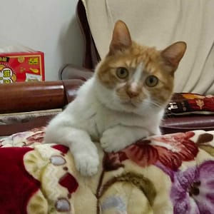 【急尋】混種貓 - 桃園市蘆竹區大興八街13號 (橘色)