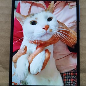 【急尋】混種貓 - 新竹縣竹東鎮杞林路139號 (白色)