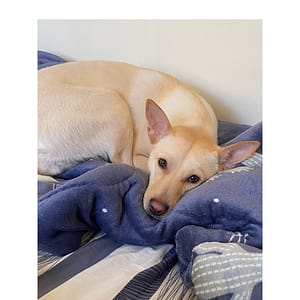 【急尋】混種犬 - 新竹縣竹東鎮上坪里 (米色)