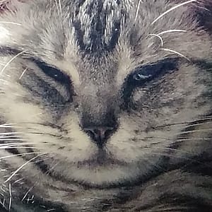 【急尋】美國短毛貓 - 臺中市西屯區至善路101巷28號3樓之5 (黑白灰混色)