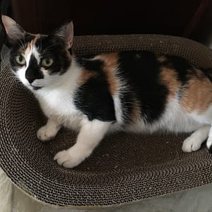 【急尋】混種貓 - 宜蘭縣壯圍鄉美城村美功路二段148號 (三花)