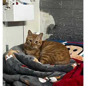 【急尋】混種貓 - 宜蘭縣蘇澳鎮大同路157號 (橘色)