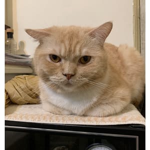 【急尋】英國短毛貓 - 高雄市阿蓮區仁愛路 (橘色)