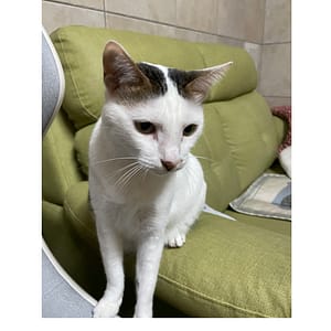 【急尋】混種貓 - 澎湖縣湖西鄉湖西村100-11號 (白色)