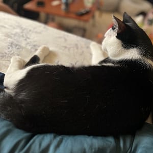 【急尋】混種貓 - 桃園市八德區介壽路二段1233巷6弄5號 (背部是黑色的身體白色的)