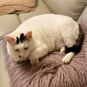 【急尋】混種貓 - 新北市中和區興南路二段231巷附近 (黑白)