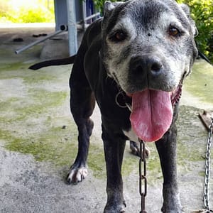 【急尋】混種犬 - 屏東縣高樹鄉廣福村賞尚和路52號 (黑白)