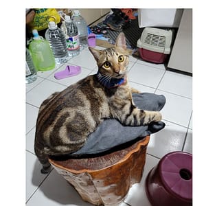 【急尋】混種貓 - 臺中市西屯區西安里西安街76巷12弄34之一號 (虎斑)