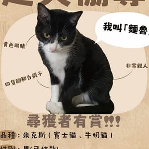 【急尋】混種貓 - 臺中市大里區德芳路一段152號 (黑白賓士貓)