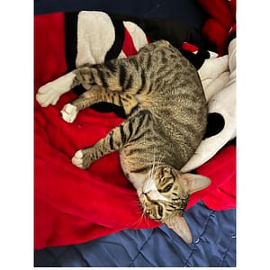 【急尋】混種貓 - 宜蘭縣蘇澳鎮大同路157號 (虎斑)