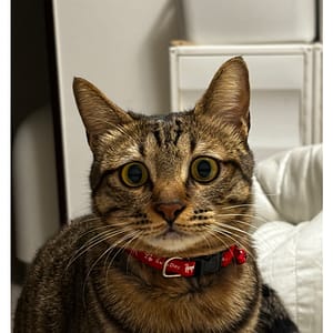 【急尋】混種貓 - 彰化縣和美鎮忠善路41巷5弄7號 (棕色虎斑)