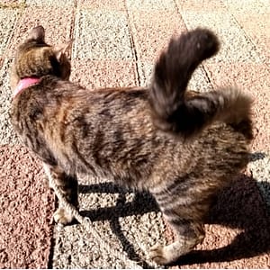 【急尋】混種貓 - 桃園市新屋區清文路126巷195弄20號 (虎斑)