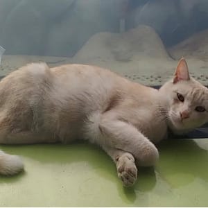 【急尋】混種貓 - 桃園市新屋區清華里北勢116鄰41-20號 (奶油色)