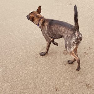 【急尋】混種犬 - 桃園市平鎮區南東路57-1號 (黑)