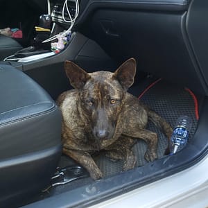 【急尋】混種犬 - 苗栗縣西湖鄉金獅村天福宮前廣場 (虎斑色)