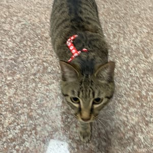 【急尋】混種貓 - 桃園市大園區大觀路916巷 (虎斑)