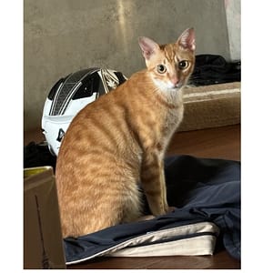 【急尋】混種貓 - 桃園市觀音區白玉里10鄰玉林路一段506巷177-43號 (橘黃色)