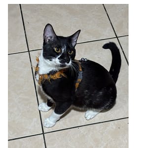 【急尋】混種貓 - 桃園市桃園區大豐里金門一街14號 (黑白色（黑色偏多)