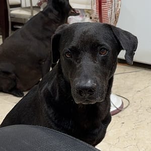 【急尋】混種犬 - 澎湖縣馬公市西文里文山路99號 (黑)