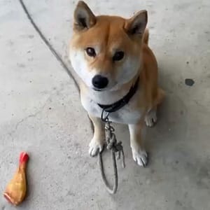 【急尋】柴犬 - 嘉義市西區高鐵大道、世賢路二段交叉口（靠近嘉義特殊學校） (赤柴)