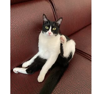 【急尋】混種貓 - 雲林縣麥寮鄉泰順路207巷4號 (黑白兩色)