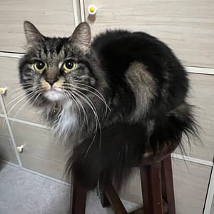 【急尋】混種貓 - 苗栗縣苗栗市大同里中山路835號 (黑白混合)