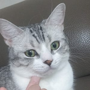 【急尋】美國短毛貓 - 臺南市楠西區東勢路155號 (銀白色)