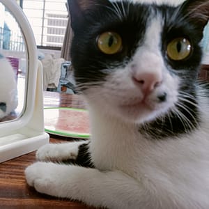 【急尋】混種貓 - 高雄市大樹區竹寮路120-5號 (黑白賓士貓)