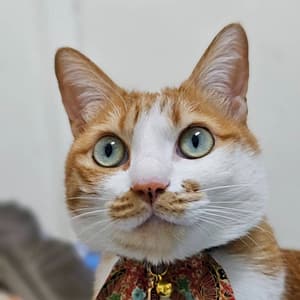 【急尋】混種貓 - 南投縣埔里鎮東興三街31號 (橘白)