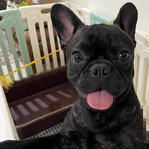 【急尋】法國鬥牛犬 - 桃園市大溪區美華里9鄰美山路2段一巷265號 (虎斑)