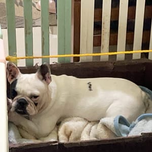【急尋】法國鬥牛犬 - 桃園市大溪區美華里9鄰美山路2段一巷265號 (黑白)