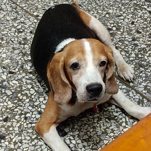 【急尋】米格魯犬 - 臺東縣 (棕、黑、白 )