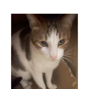 【急尋】混種貓 - 臺南市鹽水區 (白色毛有黑色斑紋)