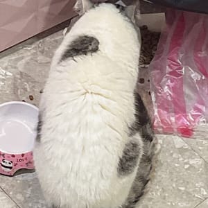 【急尋】曼赤肯貓 - 嘉義市西區漢口路136號 (白灰)