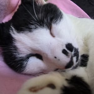 【急尋】混種貓 - 雲林縣四湖鄉湖西村泰山街 (黑白)